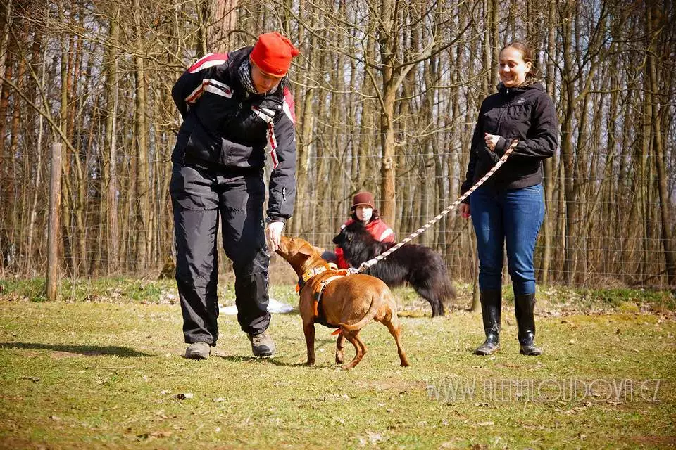 výcvik s tvrdohlavám psem